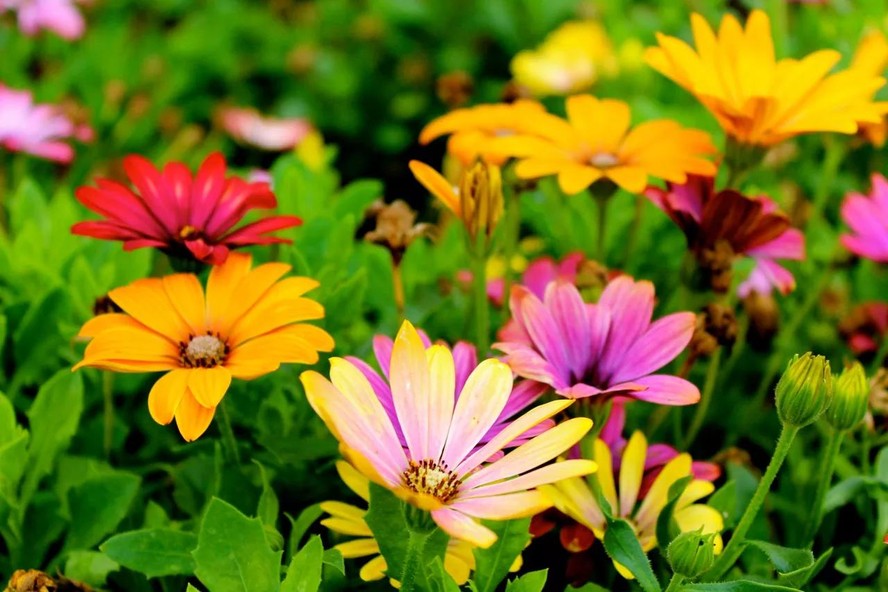 jardinagem primavera