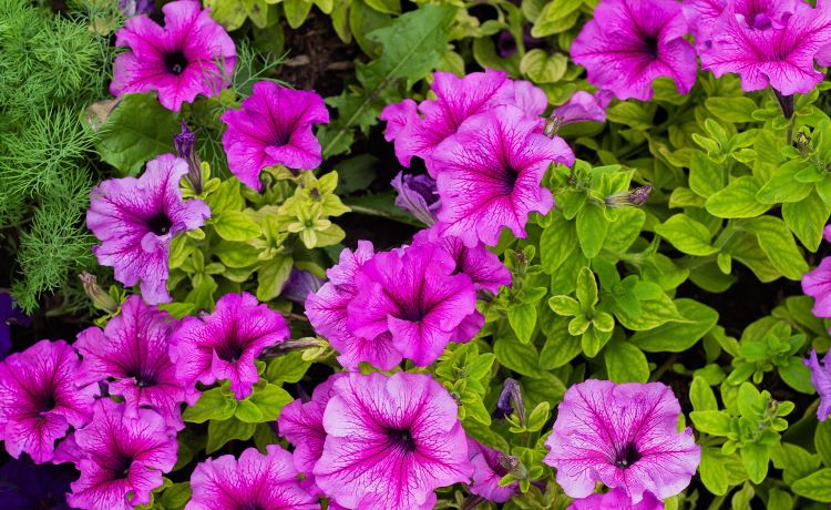 significado das flores da primavera