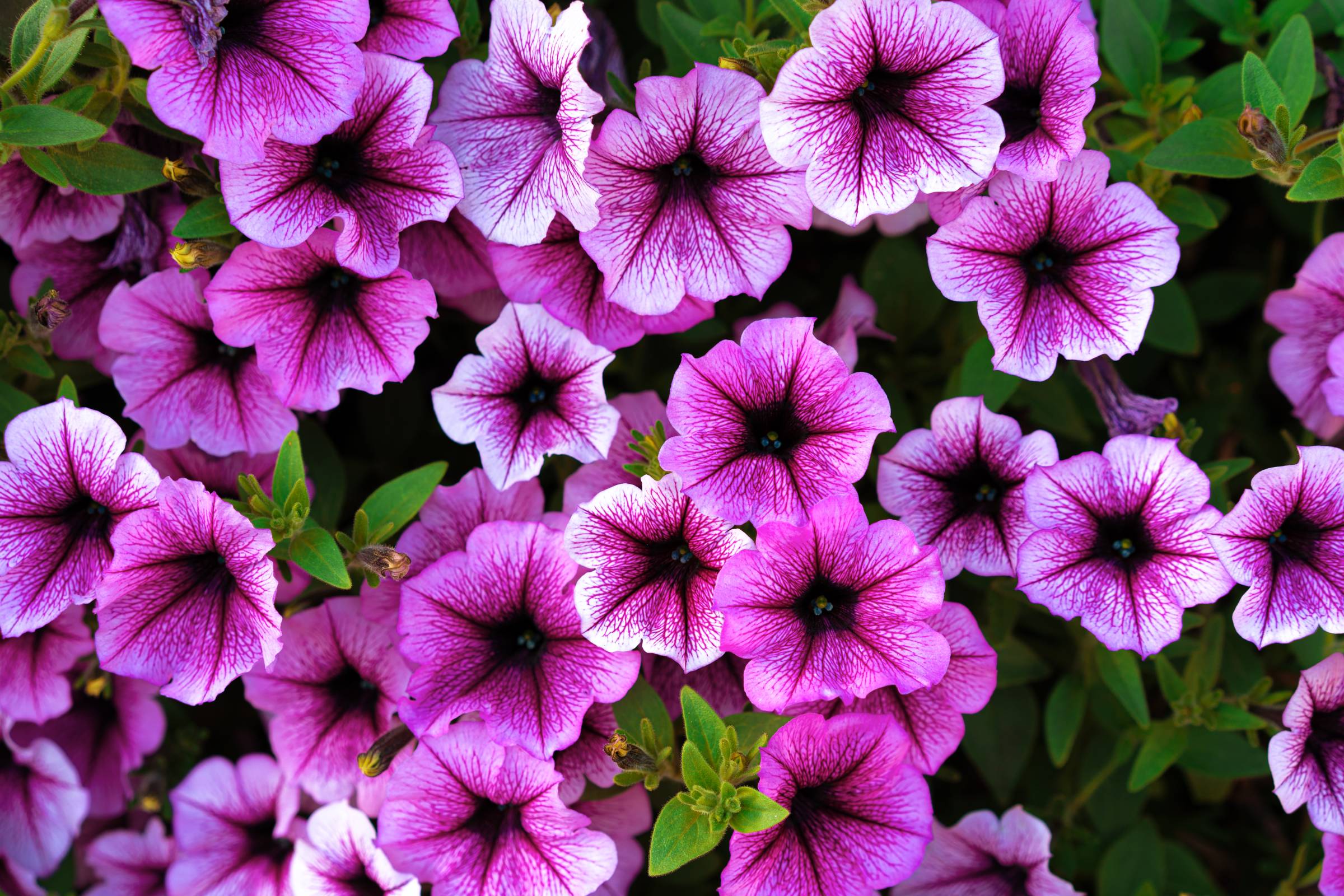 flores para varanda primavera