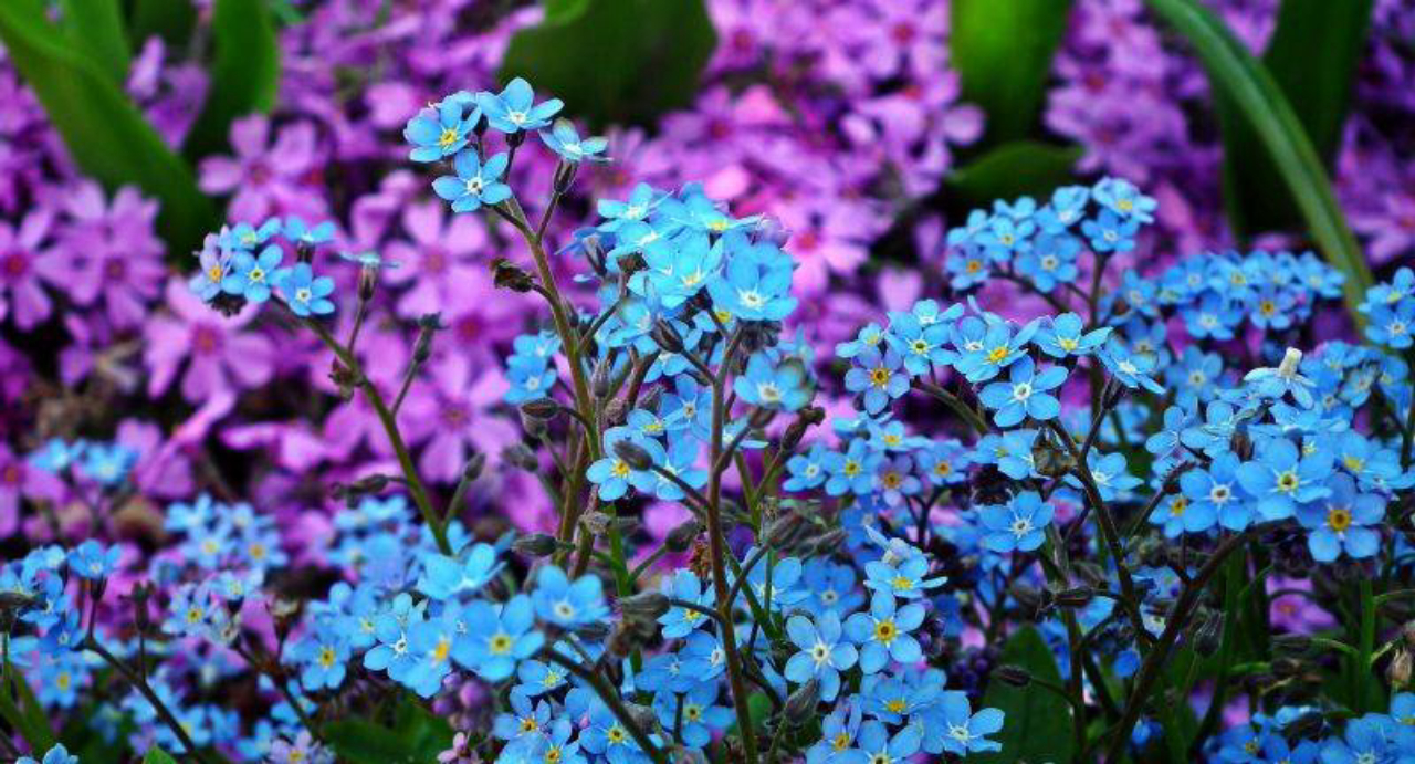 flores para jardim primavera