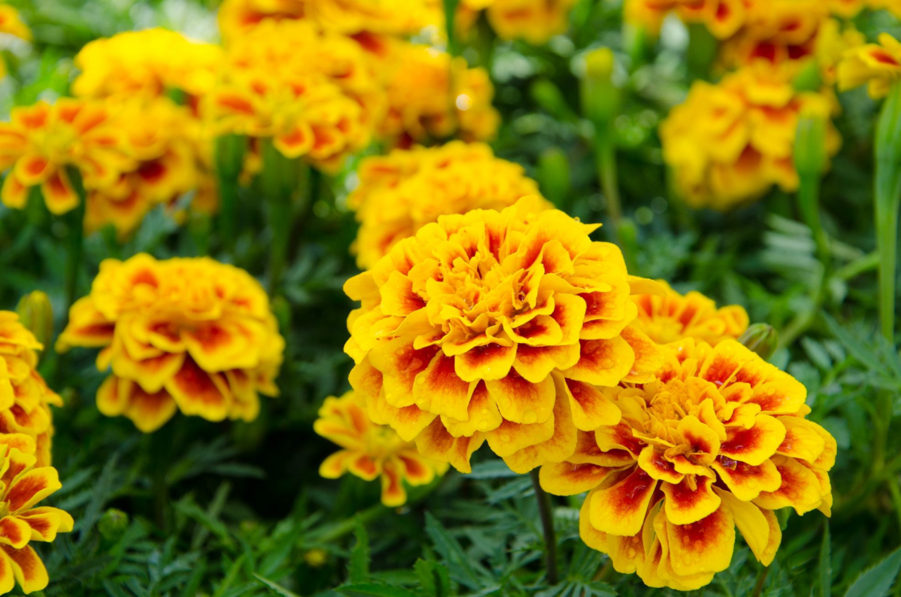 plantas para jardim de verão