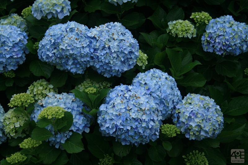 plantas para jardim de verão