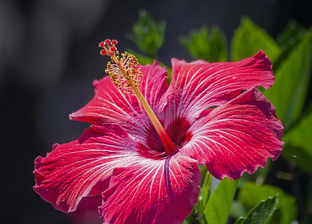 flores resistentes ao calor