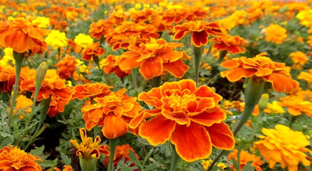 espécies de flores de verão