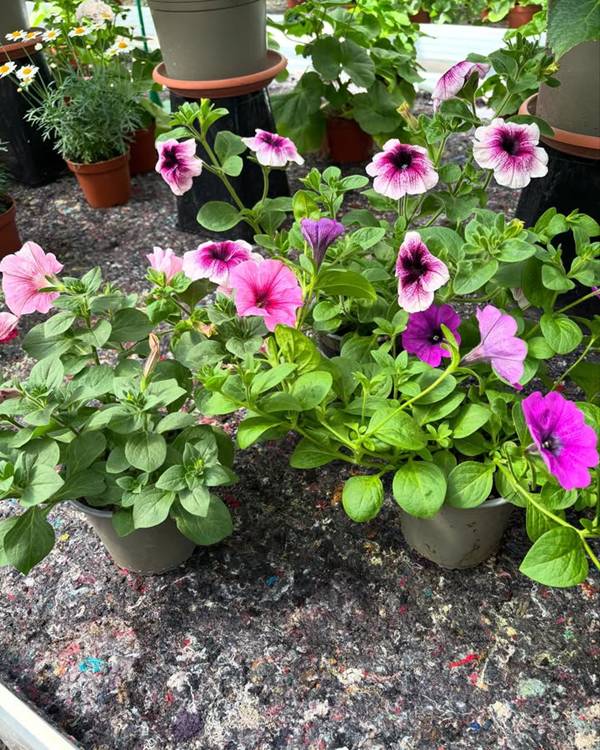 flores tropicais para jardim