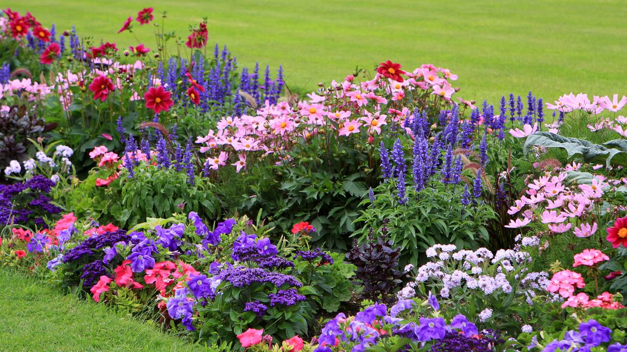 plantas rústicas para verão