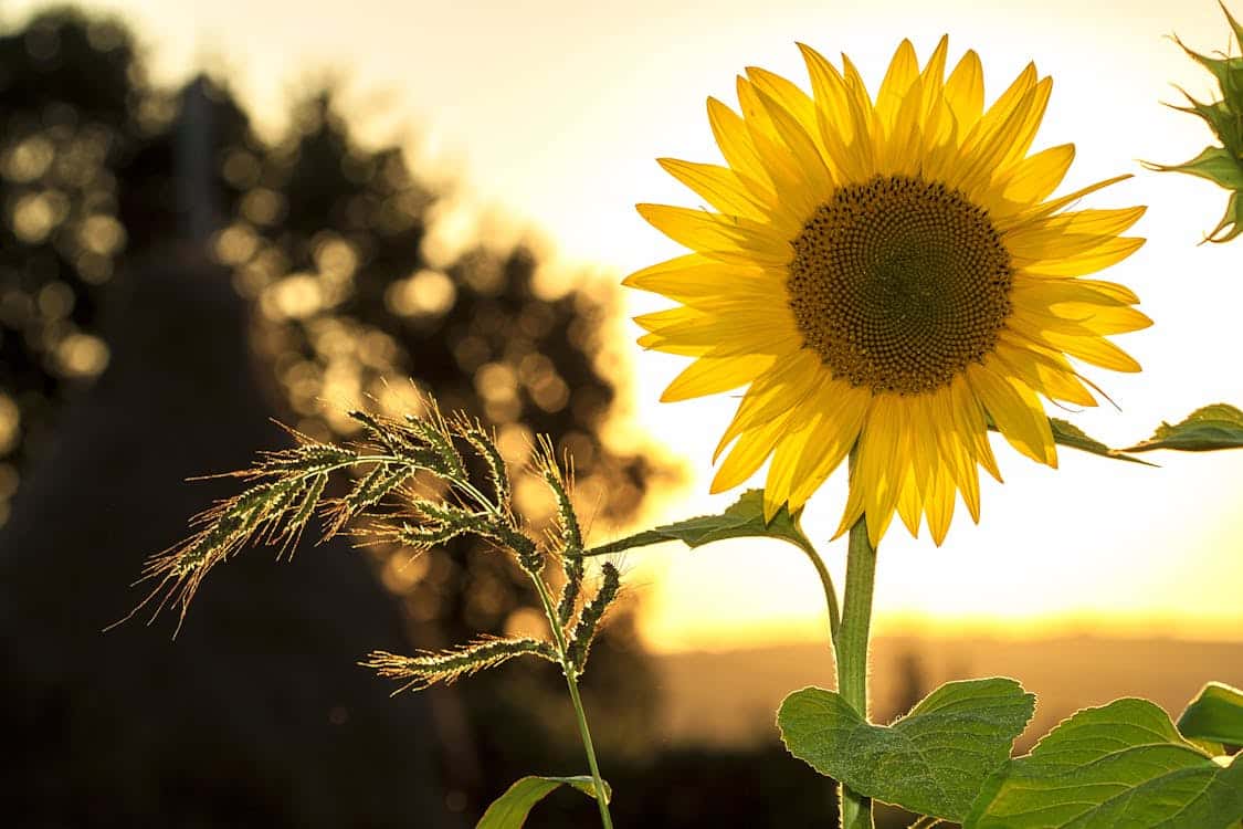 flores que florescem no calor