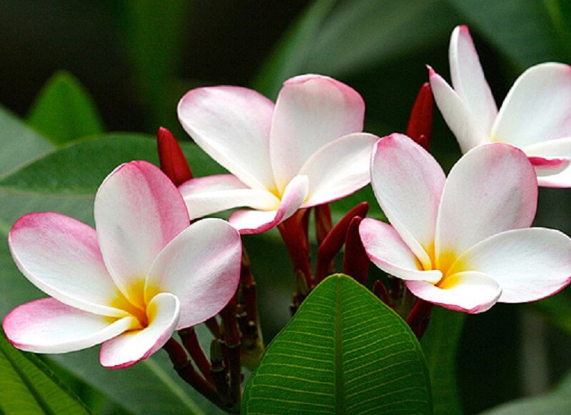 flores resistentes ao calor