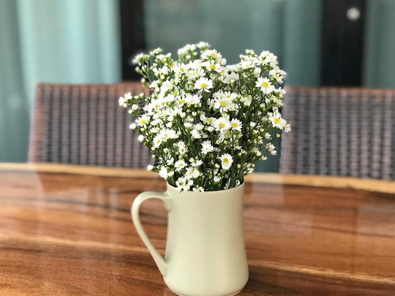 flores que aguentam sol forte