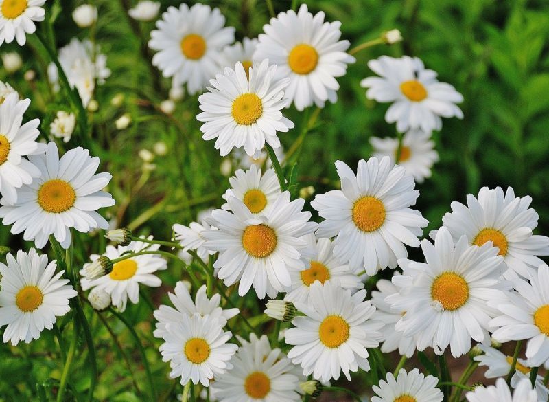 plantas para jardim de verão