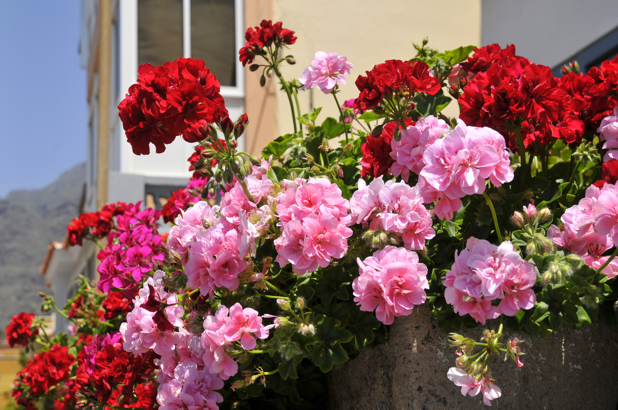 flores resistentes ao calor