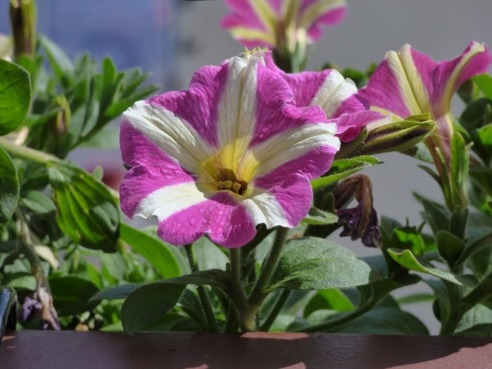 como ter flores no verão