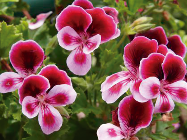 jardim colorido no verão