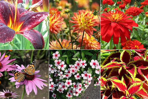 espécies de flores de verão