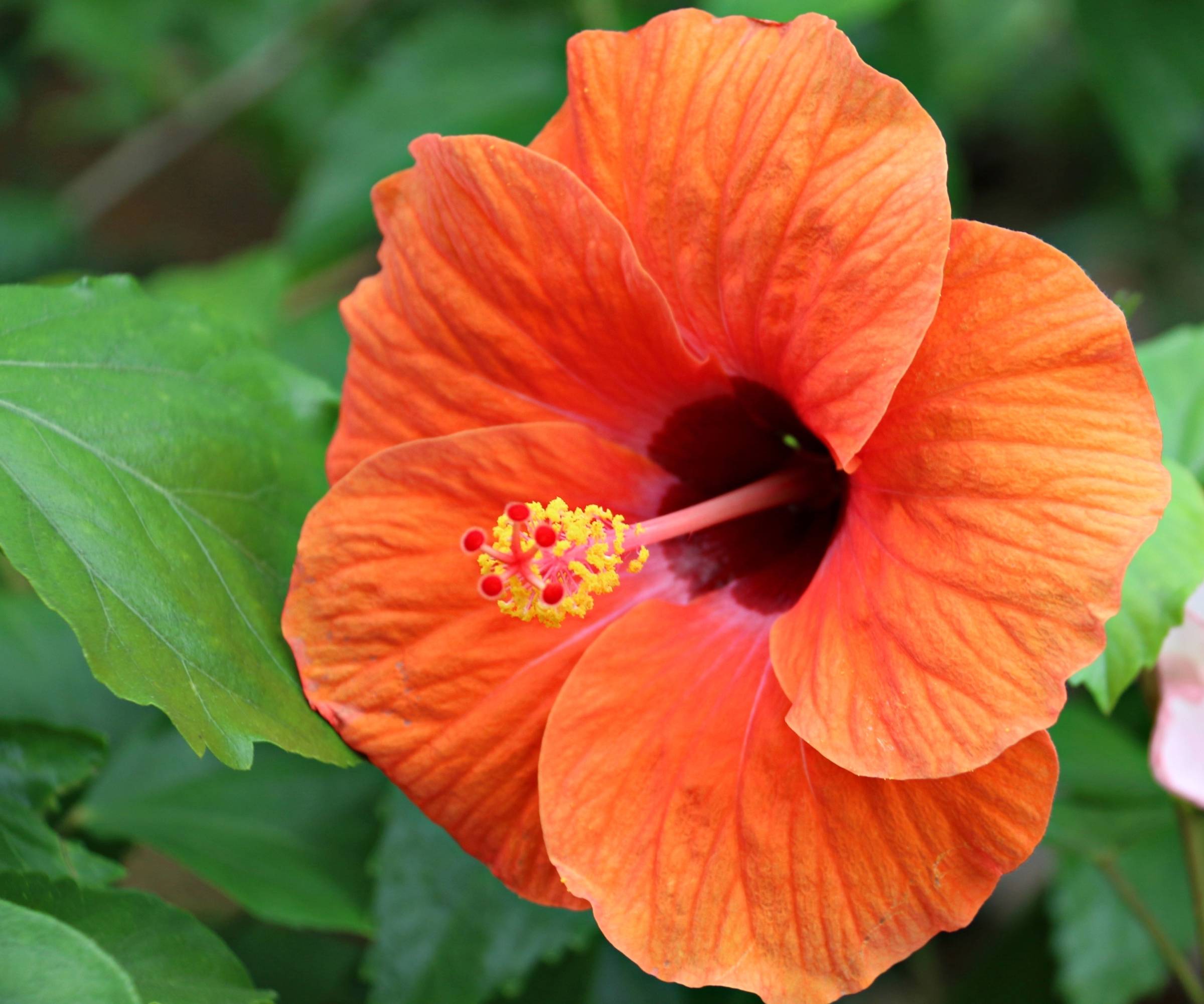 cuidados com flores no verão