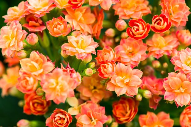 flores tropicais para jardim