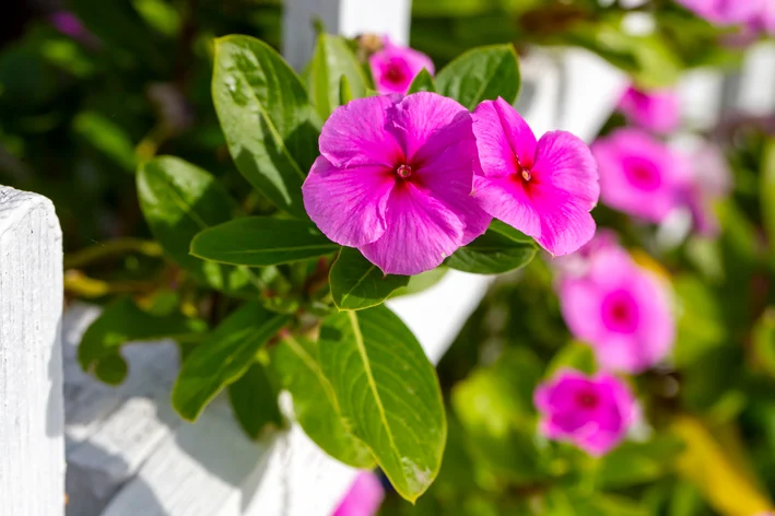 plantas rústicas para verão