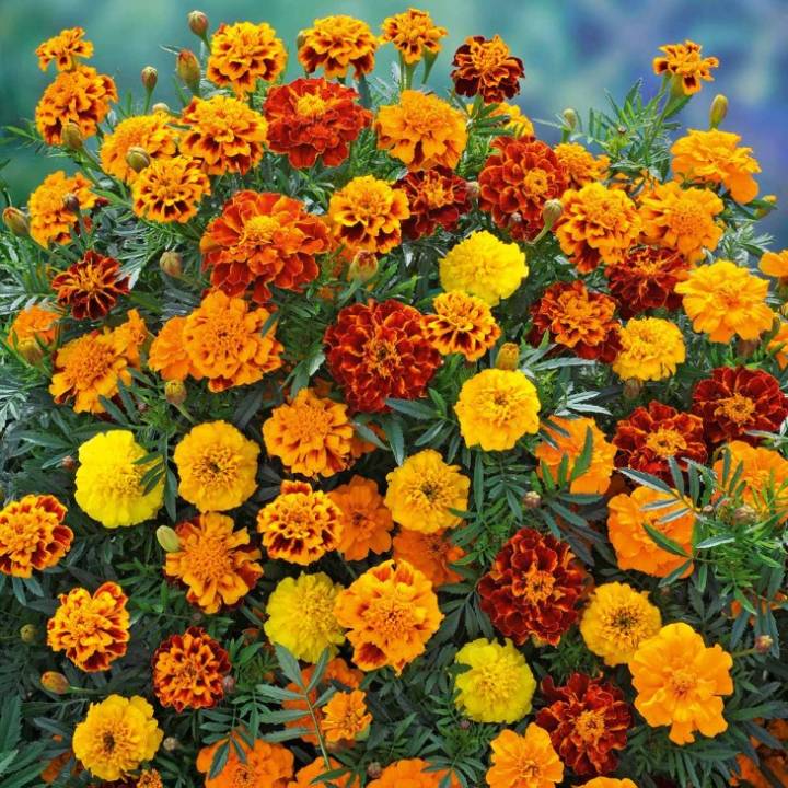 flores que florescem no calor