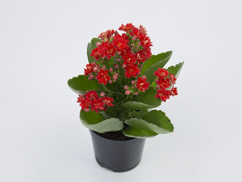 flores delicadas