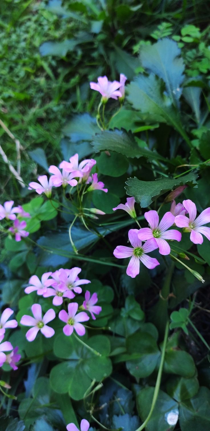 flores miúdas