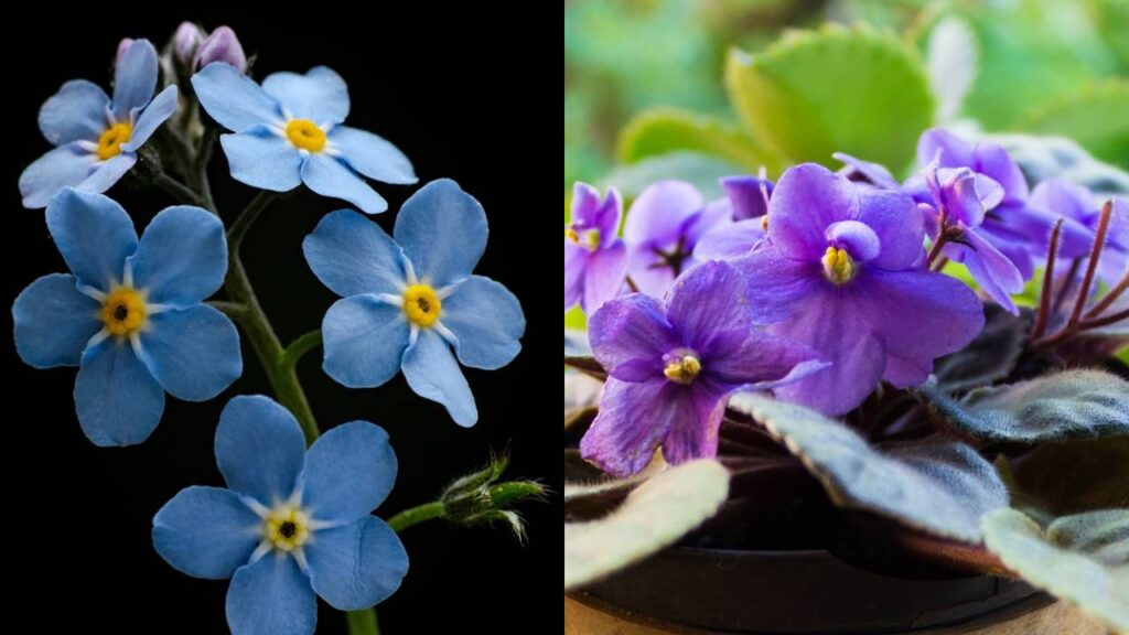 flores delicadas