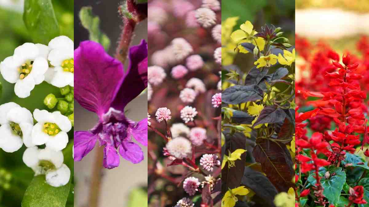 plantas com flores pequenas para jardim