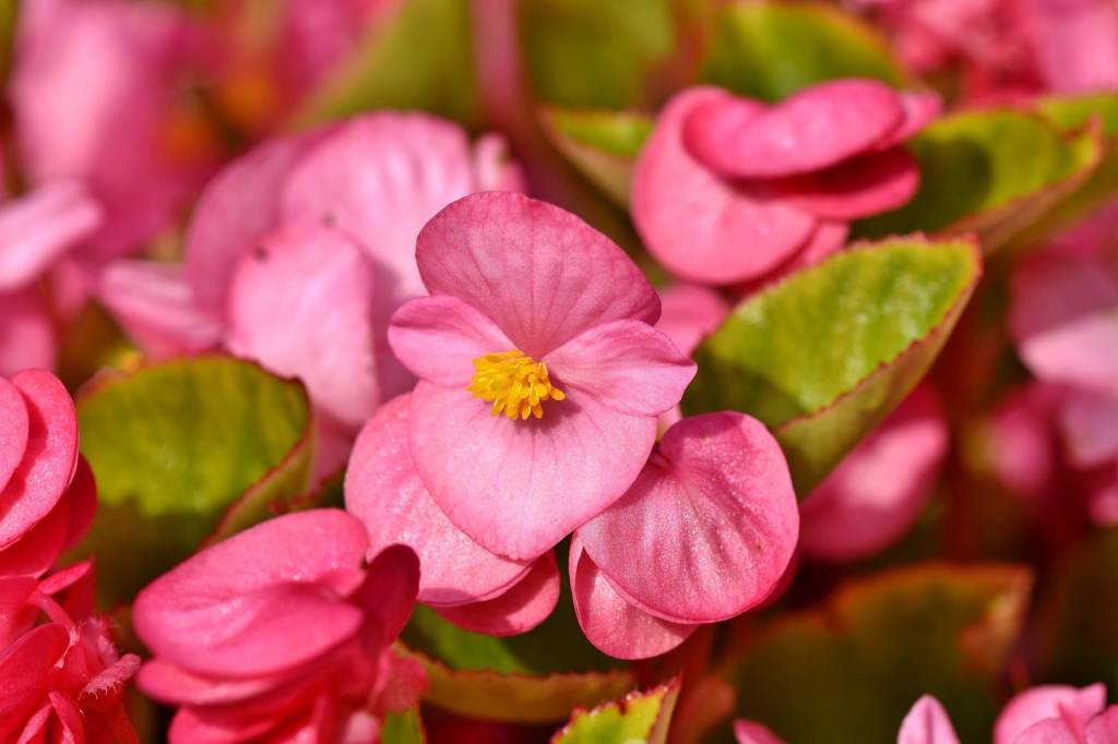flores pequenas para vasos