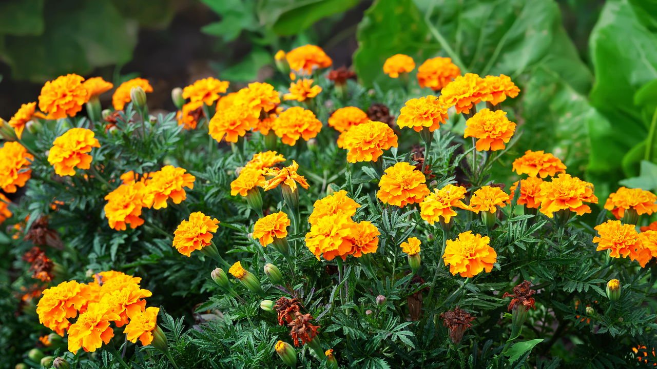 flores pequenas brancas