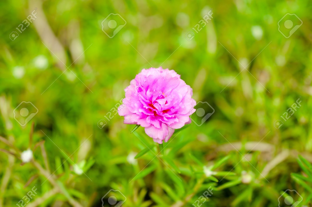 flores pequenas coloridas