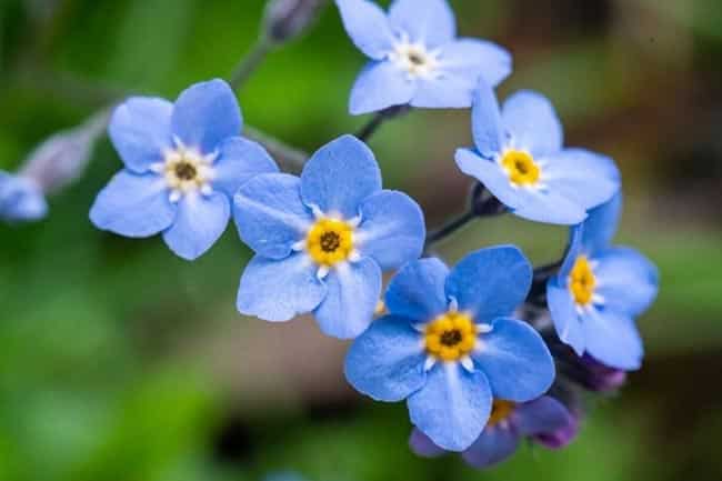 flores pequenas para arranjos