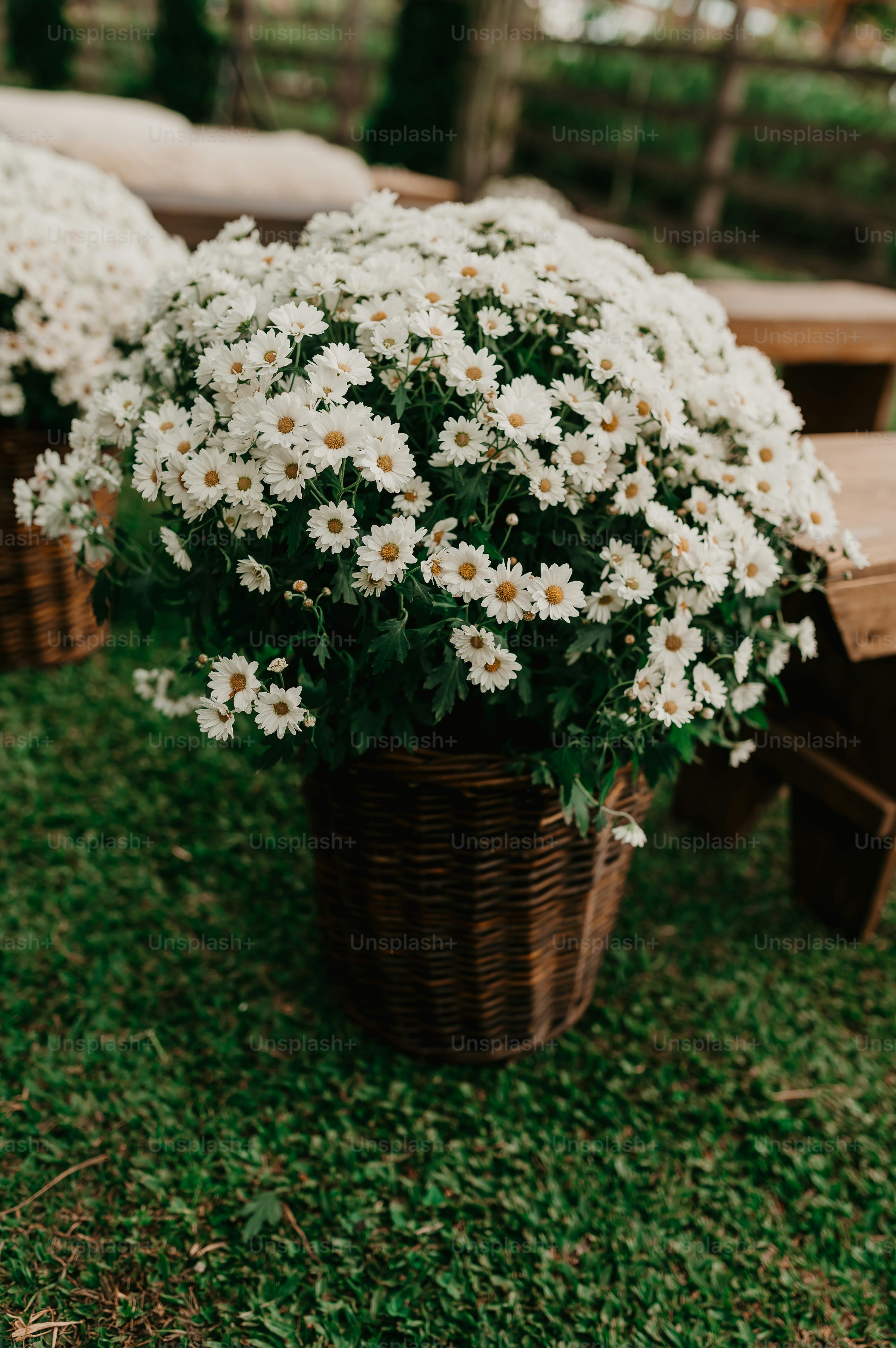 flores pequenas para forração