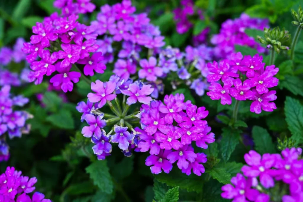plantas com flores pequenas para jardim