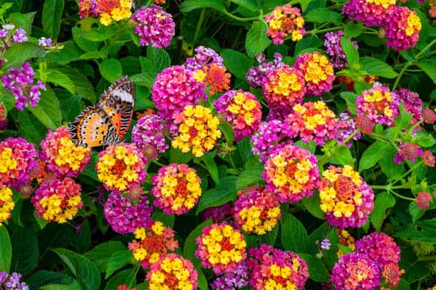 plantas com flores pequenas para jardim
