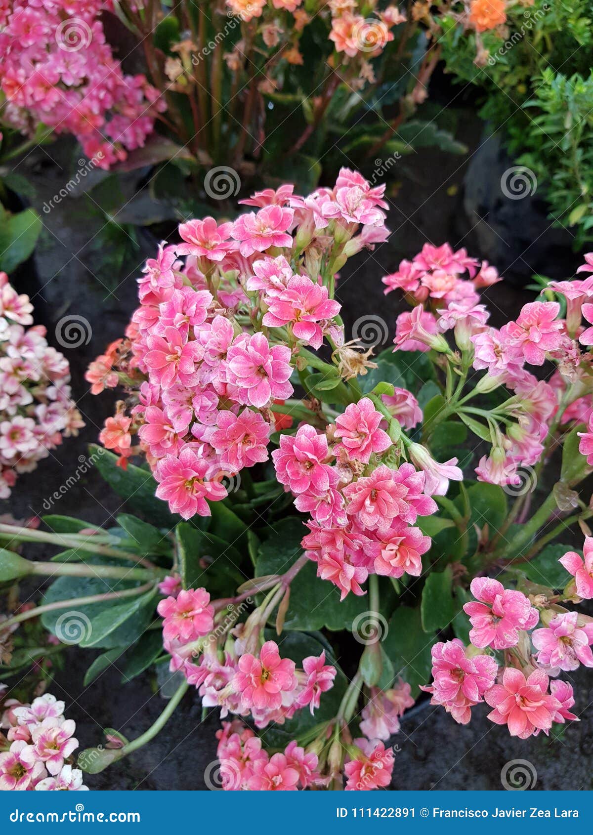 flores pequenas coloridas