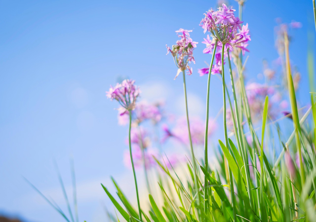 flores pequenas para forração