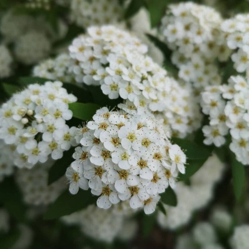 flores pequenas de interior