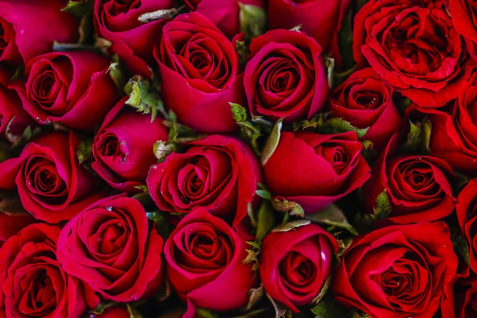tipos de flores vermelhas