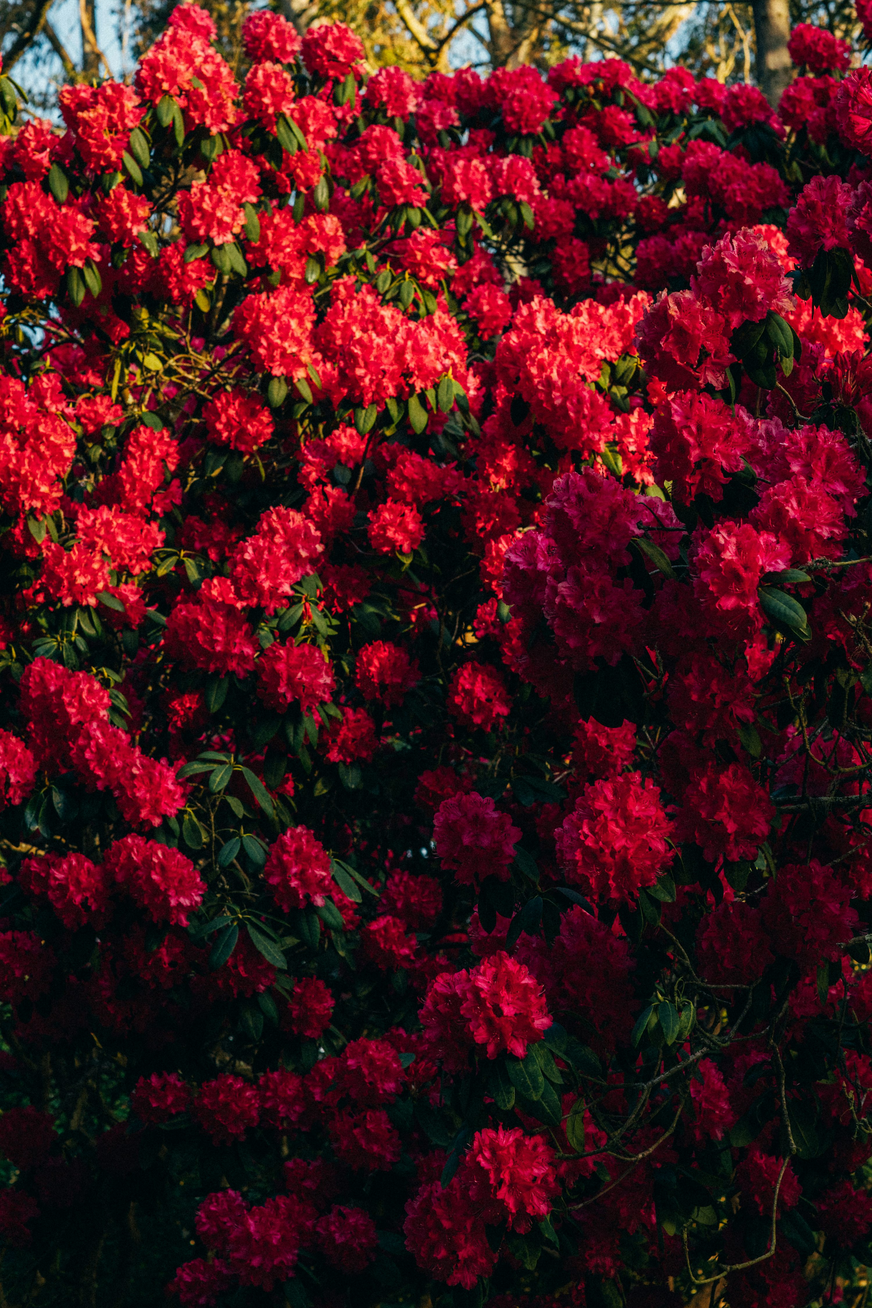 flores vermelhas para presente