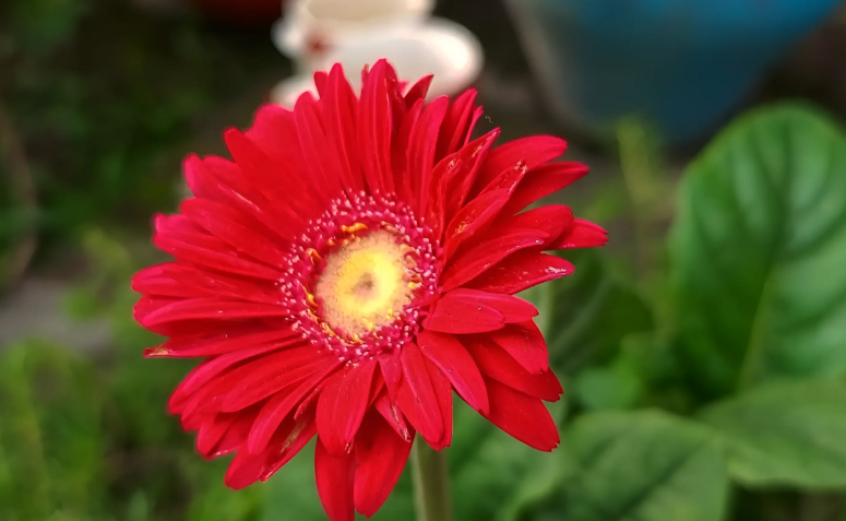 flores vermelhas para presente