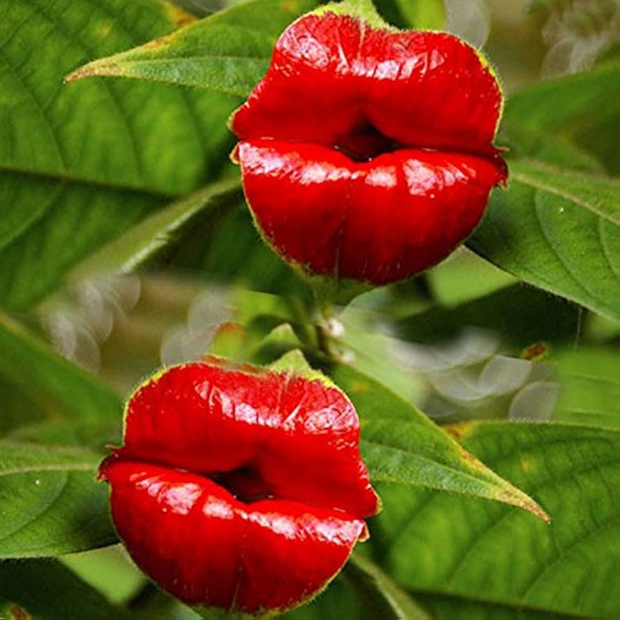 flores vermelhas de corte