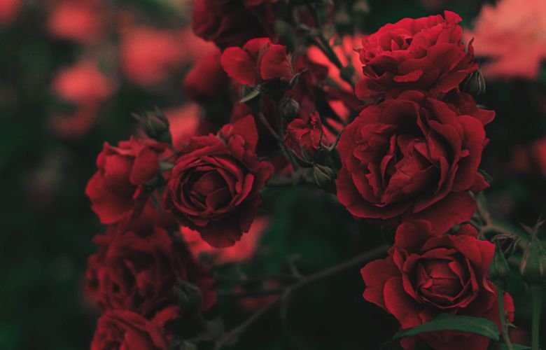 flores vermelhas para jardim