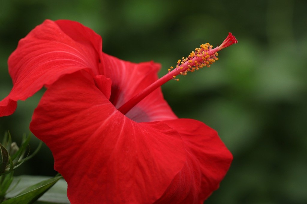 flores vermelhas de corte