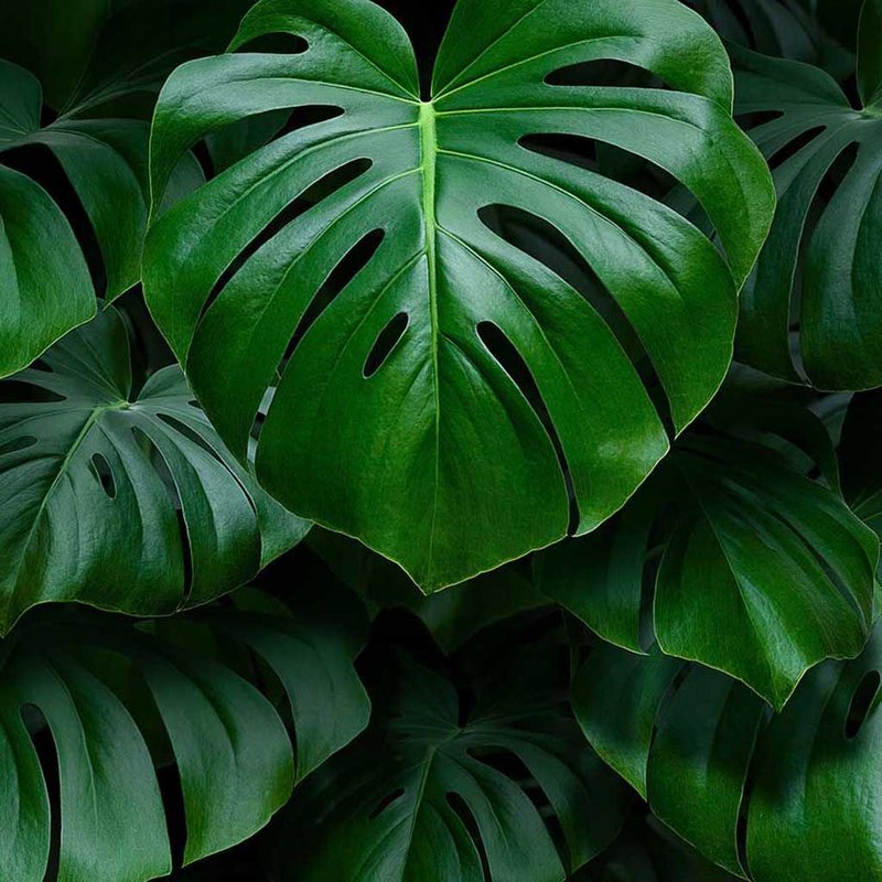 Monstera deliciosa cuidados