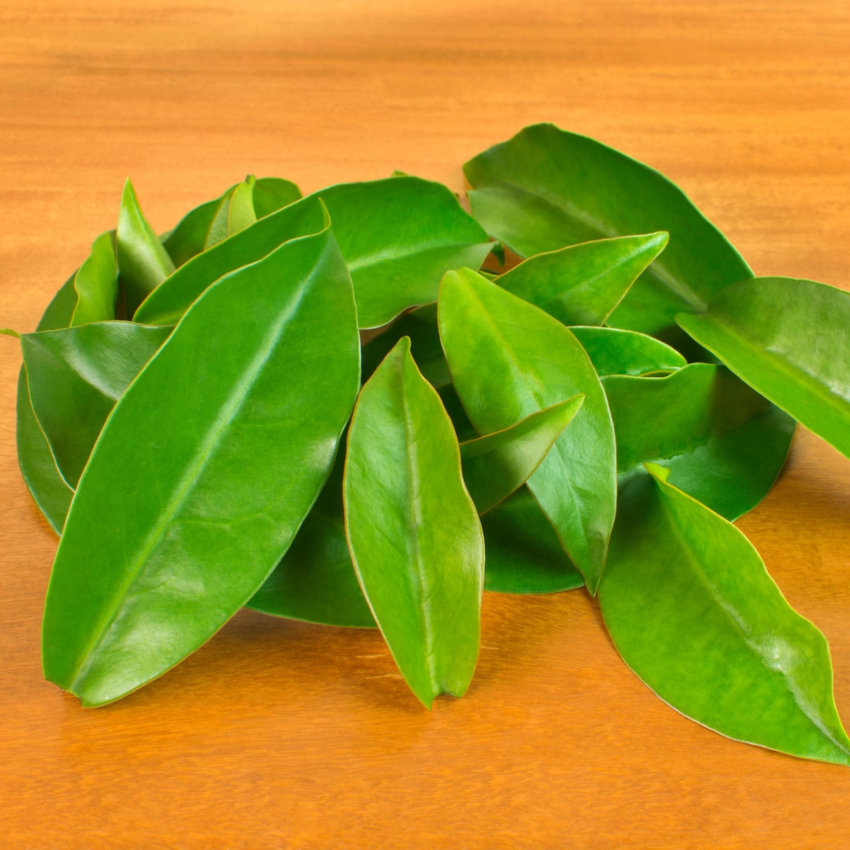 Pereskia aculeata