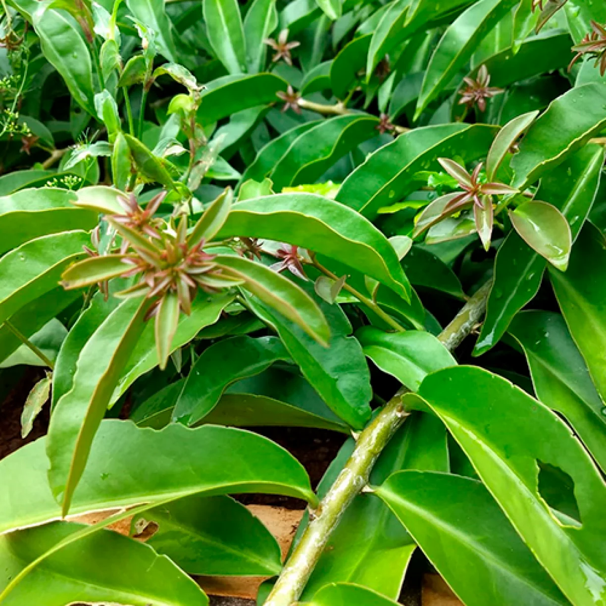 Carne verde