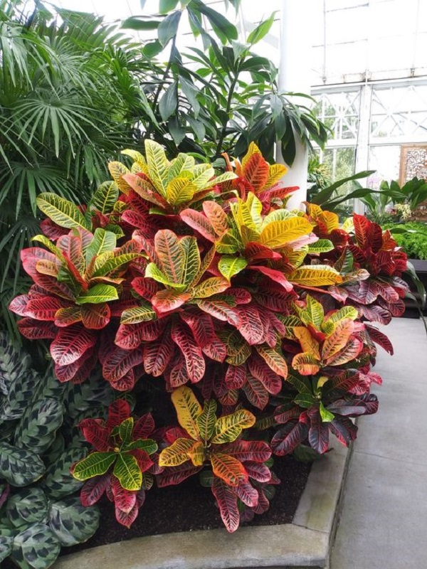 plantas para jardim de sol pleno