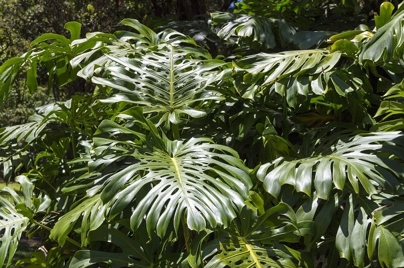folhagens para jardim de sombra