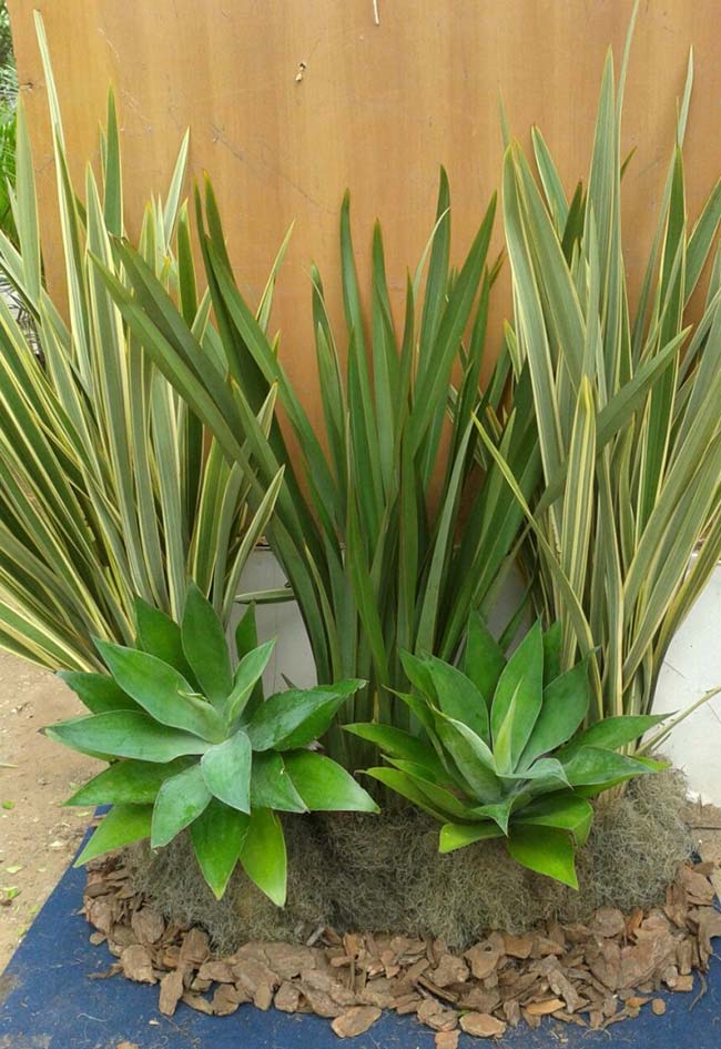 suculentas esculturais para jardim