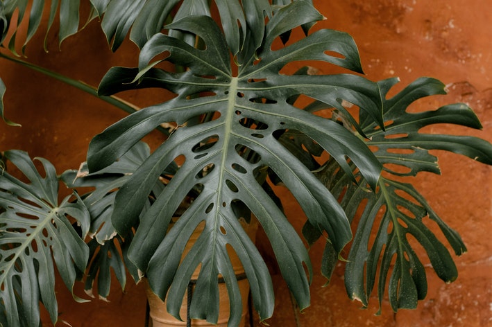 plantas de baixa manutenção para jardim