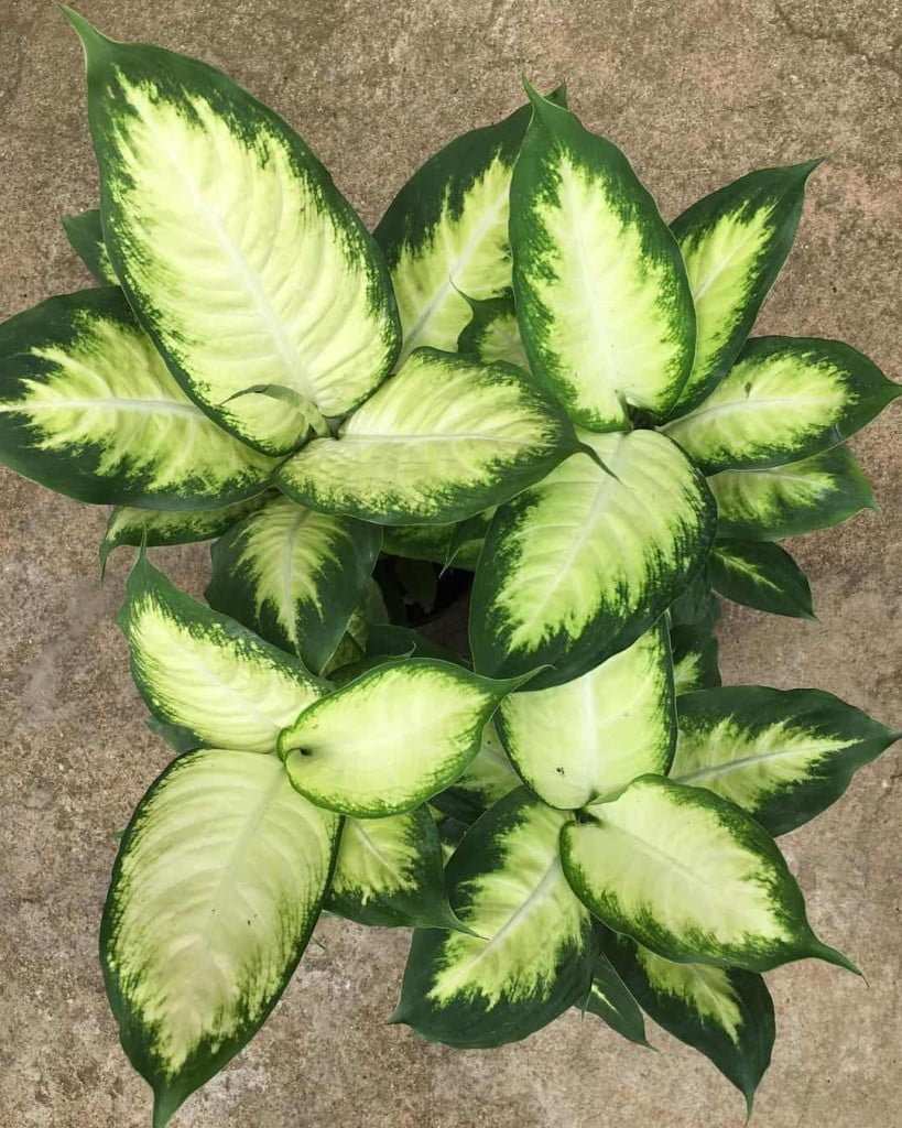 plantas para jardim de sol pleno